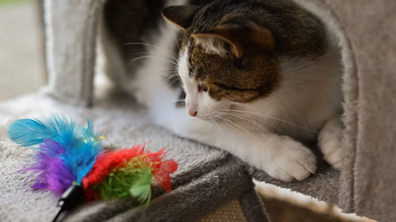 Cat playing with a feather toy, ESA letter in Anaheim, CA
