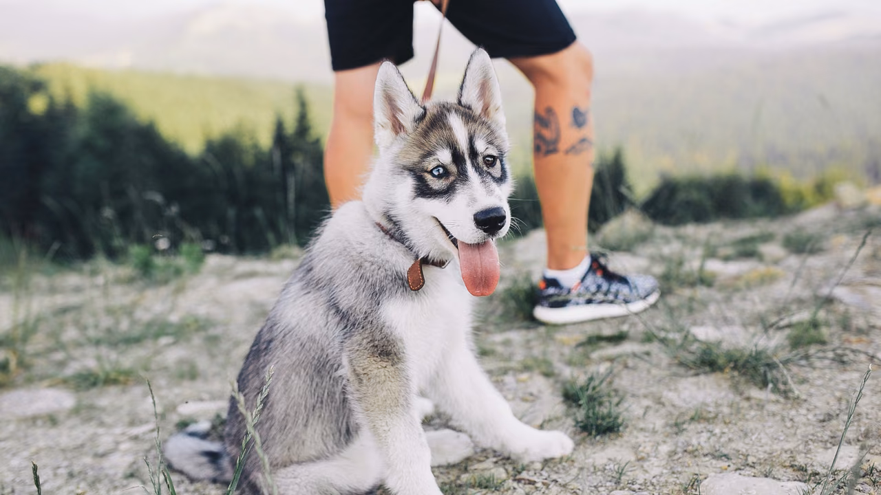 Husky puppy sitting by its owner's feet, ESA letter in Anchorage, AK