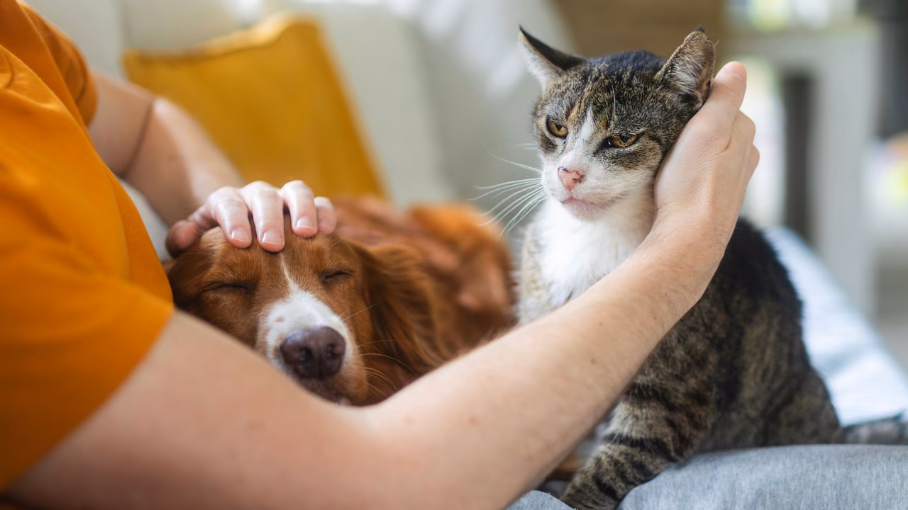 Owner petting her dog and cat on the sofa, ESA letter in Ann Arbor, MI