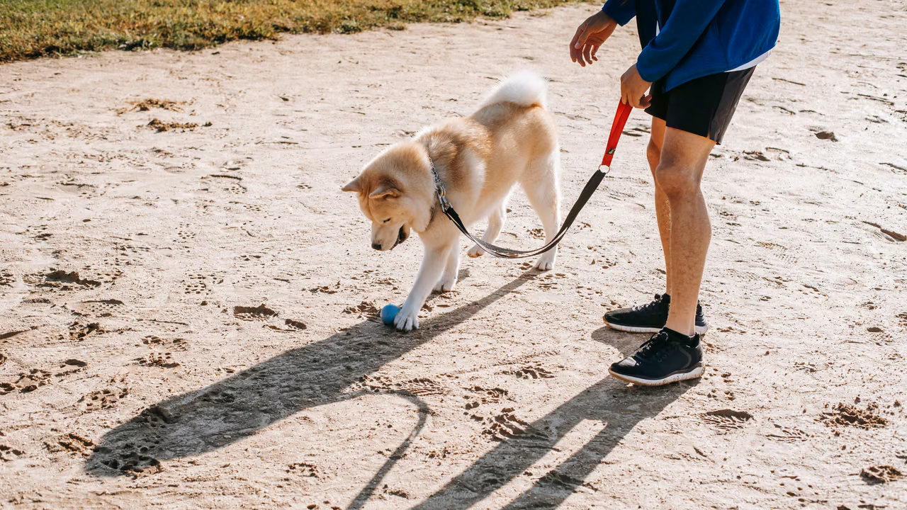 Akita puppy playing with a ball on the sand, ESA letter in Arizona
