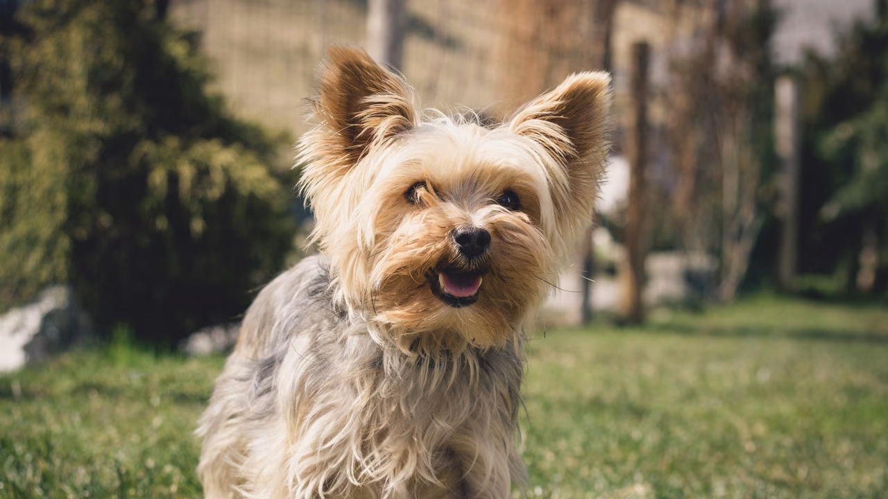 Yorkshire terrier in a yard, ESA letter in Arlington, TX
