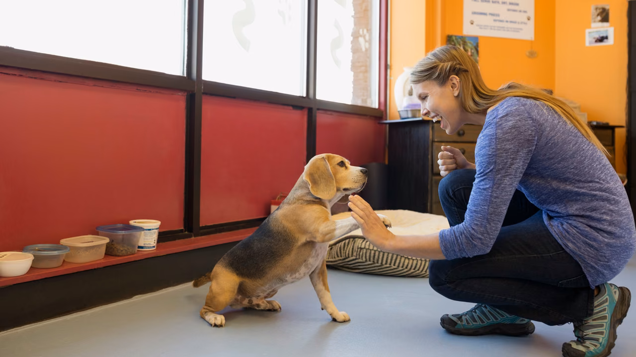 Woman feeding a beagle at a dog daycare, ESA letter in Aurora, CO