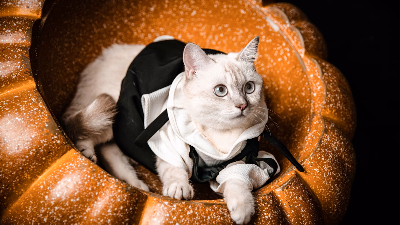 White cat in a bow tie resting in a pumpkin bed, ESA letter in Austin, TX