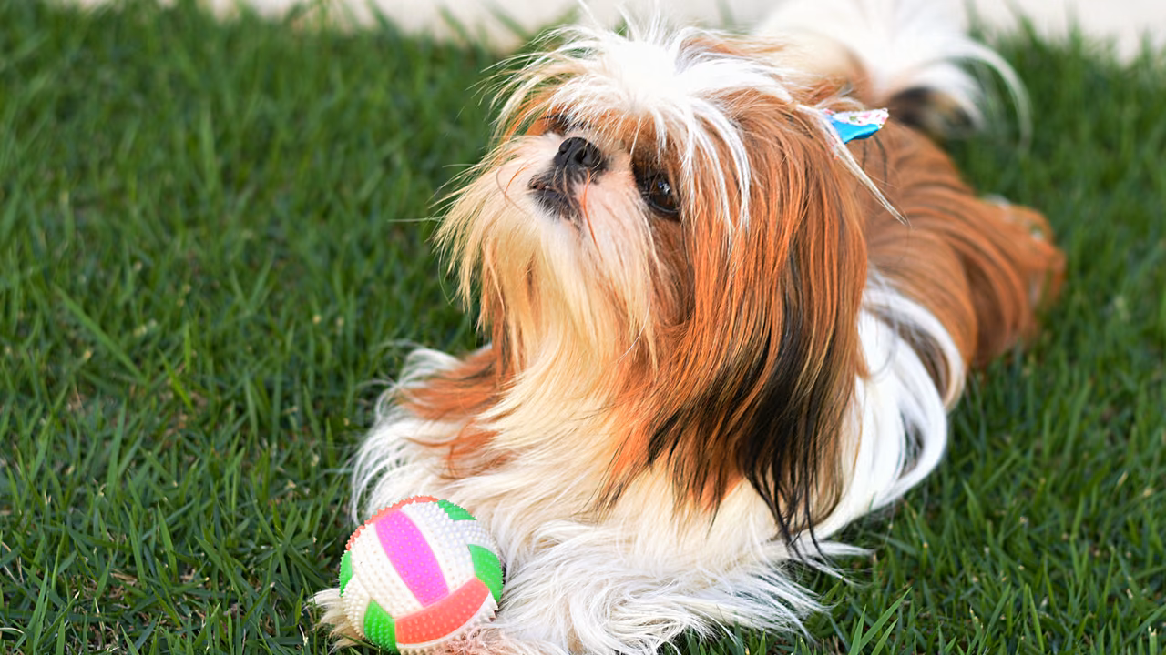 Shih tzu lying on the grass with a ball, ESA letter in Baton Rouge, LA