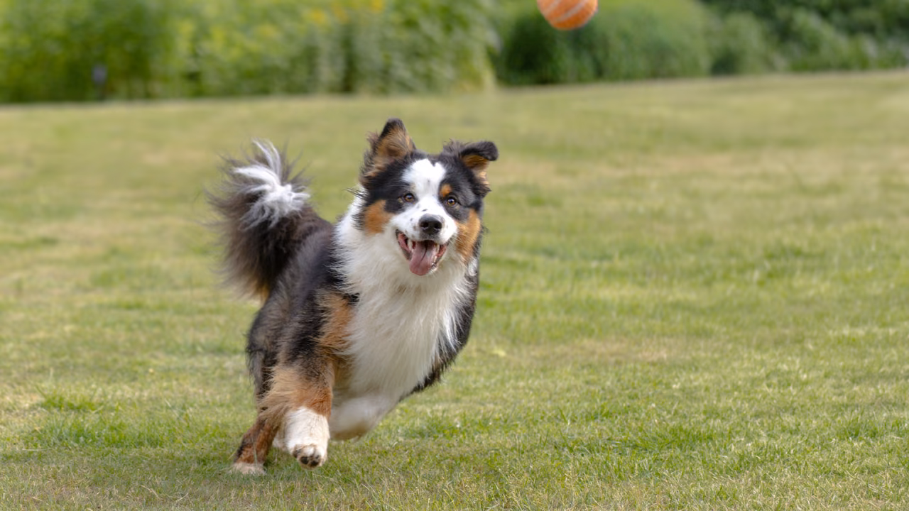 Australian shepherd running across a lawn, ESA letter in Birmingham, AL
