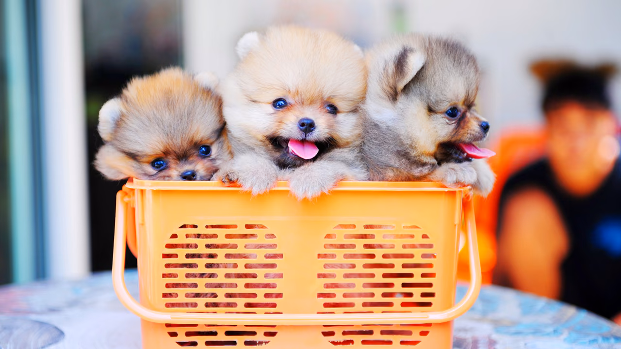 Three Pomeranian puppies in a basket, ESA letter in Boise, ID
