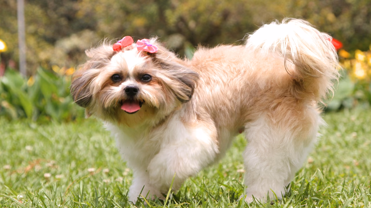 Shih tzu with a bow in a garden, ESA letter in Boston, MA