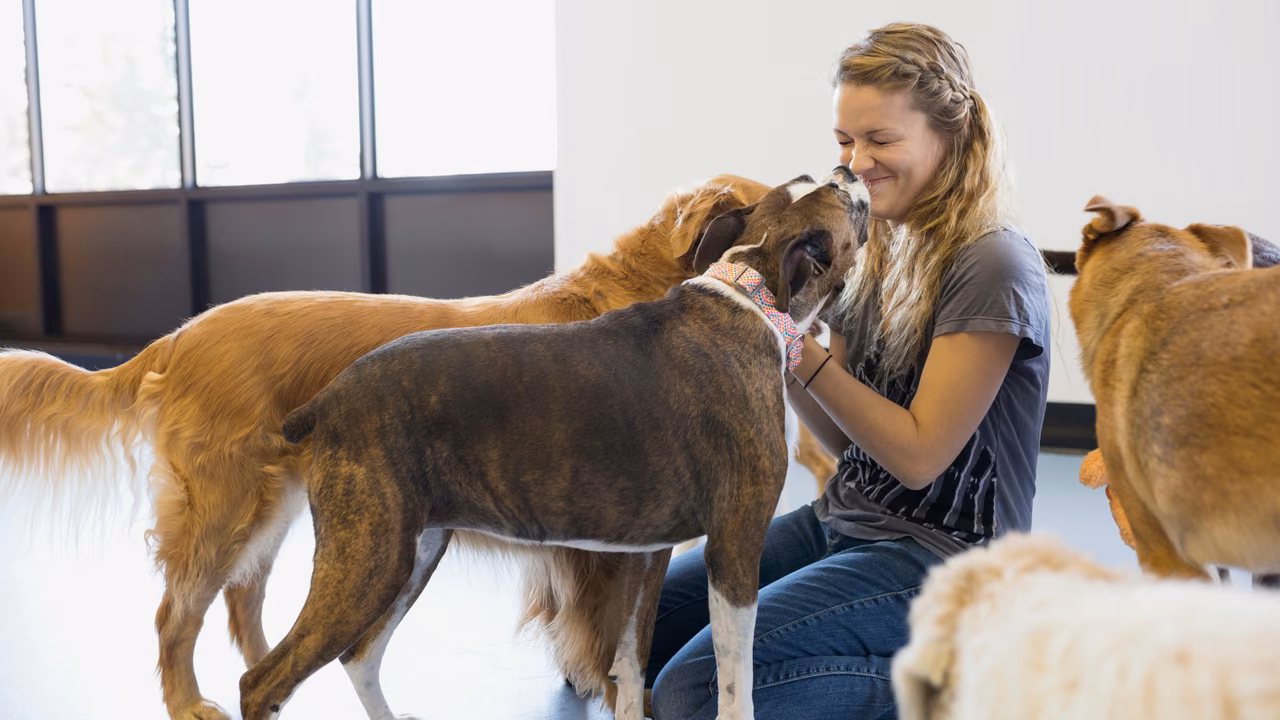 Woman greeting dogs at a dog daycare, ESA letter in Buffalo, NY