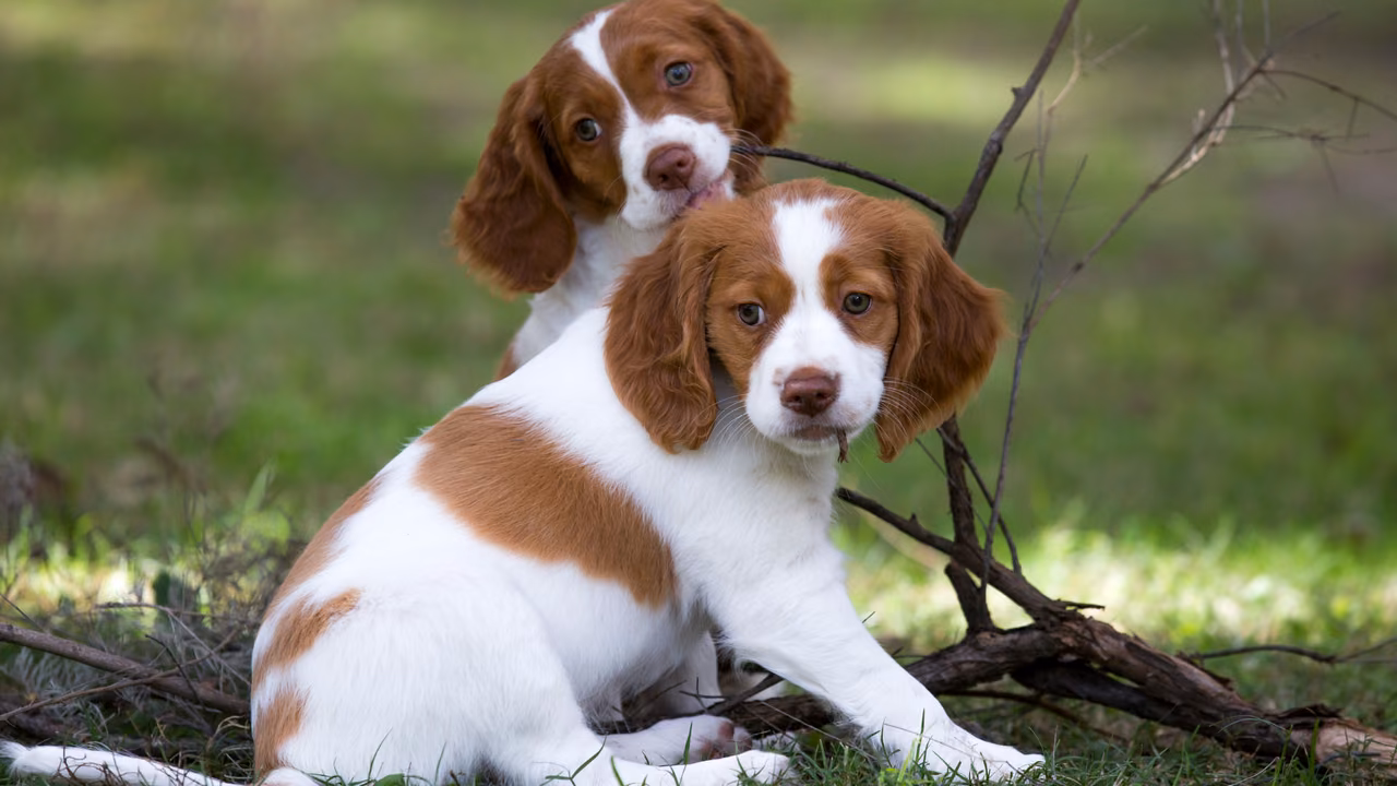 Two Brittany spaniel puppies in the woods, ESA letter in Cape Coral, FL