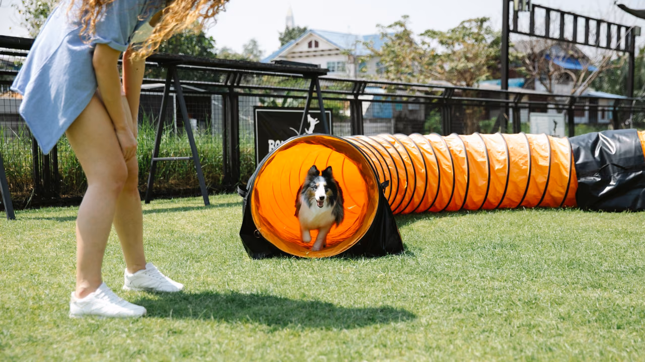 Small dog running through an agility tunnel, ESA letter in Chandler, AZ