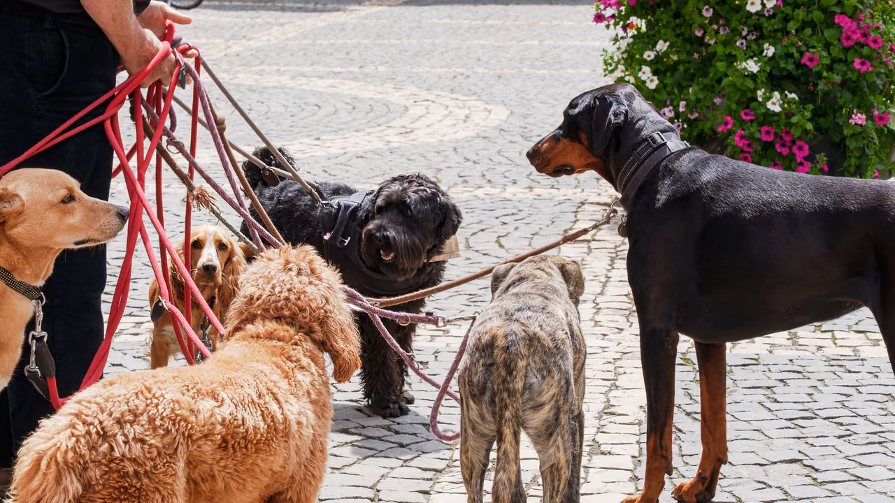 Dog walker with a pack of dogs on a city street, ESA letter in Charleston, SC