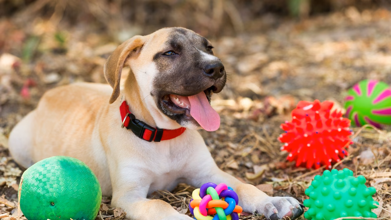 Puppy surrounded by toys, ESA letter in Chattanooga, TN