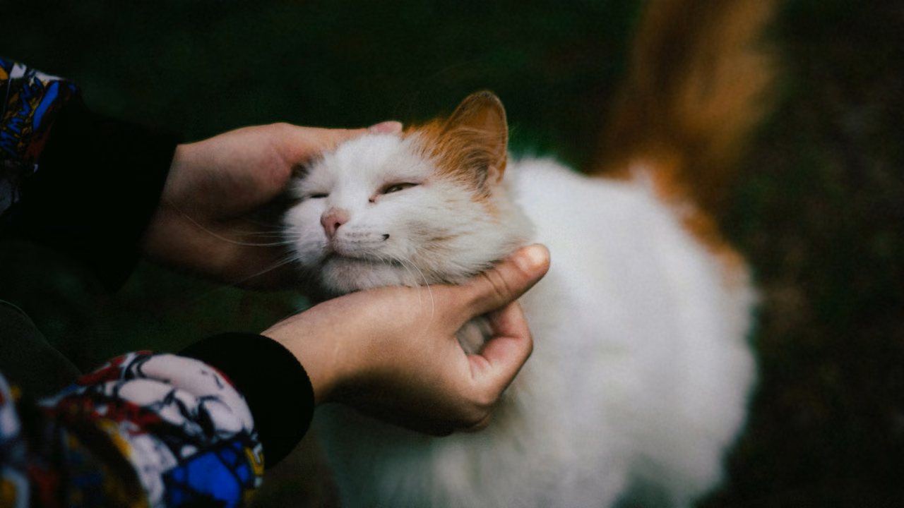 Hands stroking a fluffy white cat, ESA letter in Cheyenne, WY