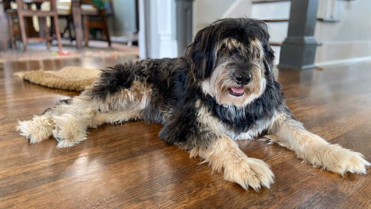 Shaggy dog lying on a wooden floor at home, ESA letter in Chicago, IL