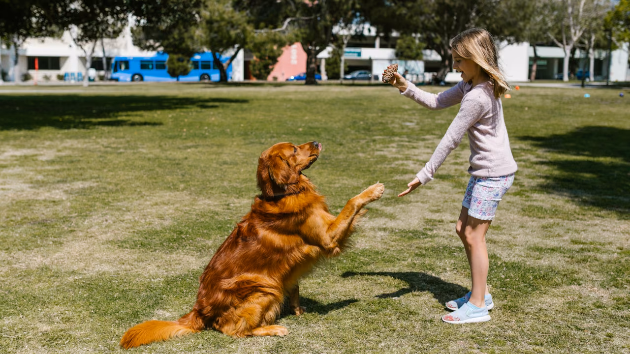 Girl training a golden retriever in a park, ESA letter in Cleveland, OH