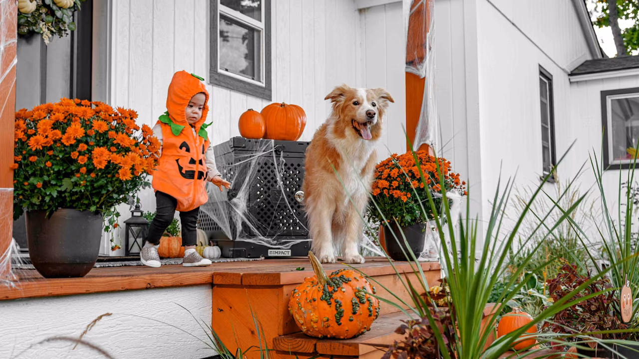 Child in a pumpkin costume with a dog on the porch, ESA letter in Colorado Springs, CO