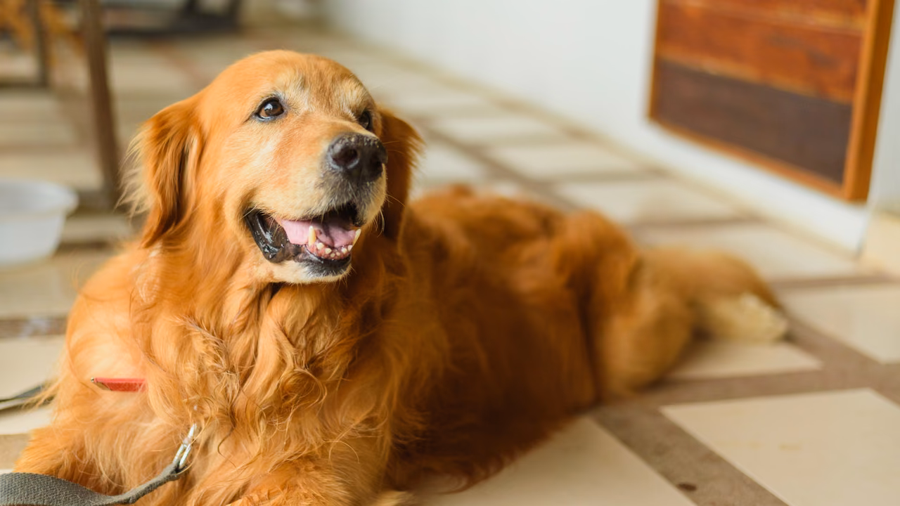 Golden retriever resting on the floor at home, ESA letter in Columbus, GA