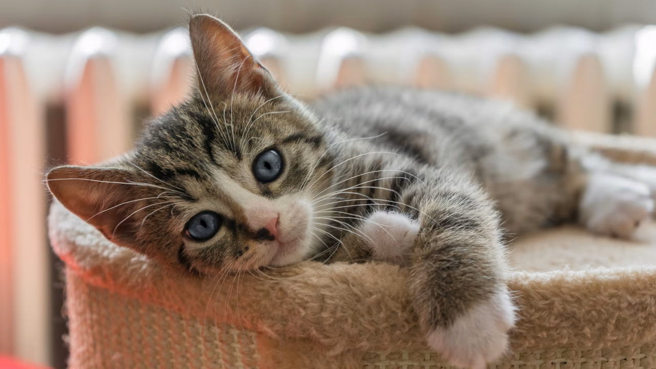 Tabby kitten lying on a cat tree, ESA letter in Columbus, OH