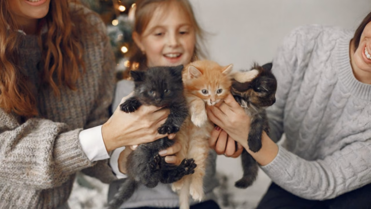 Family holding three kittens, ESA letter in Corpus Christi, TX