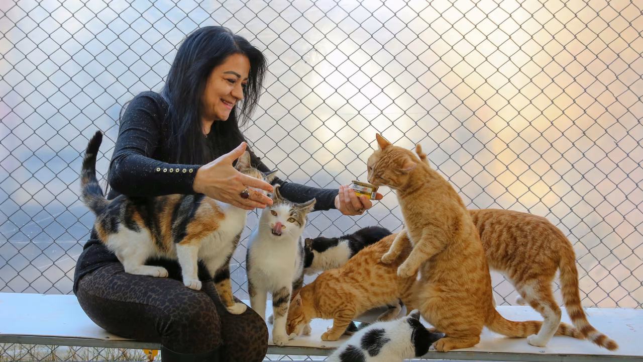 Woman feeding a group of cats, ESA letter in Dallas, TX