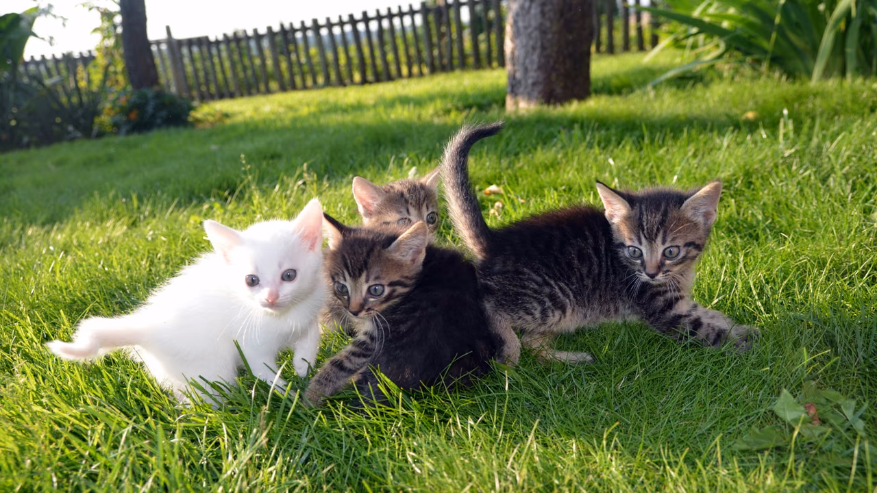 Kittens playing on a lawn, ESA letter in Denver, CO