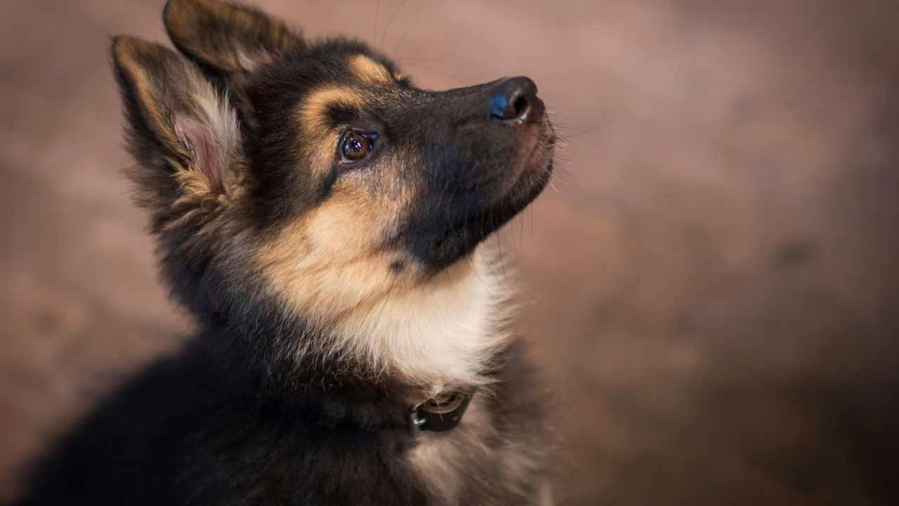German shepherd puppy looking up, ESA letter in Des Moines, IA