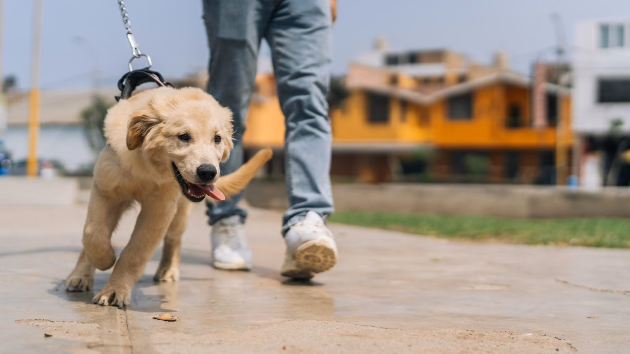 Golden retriever puppy on a leash walking down the street, ESA letter in Detroit, MI