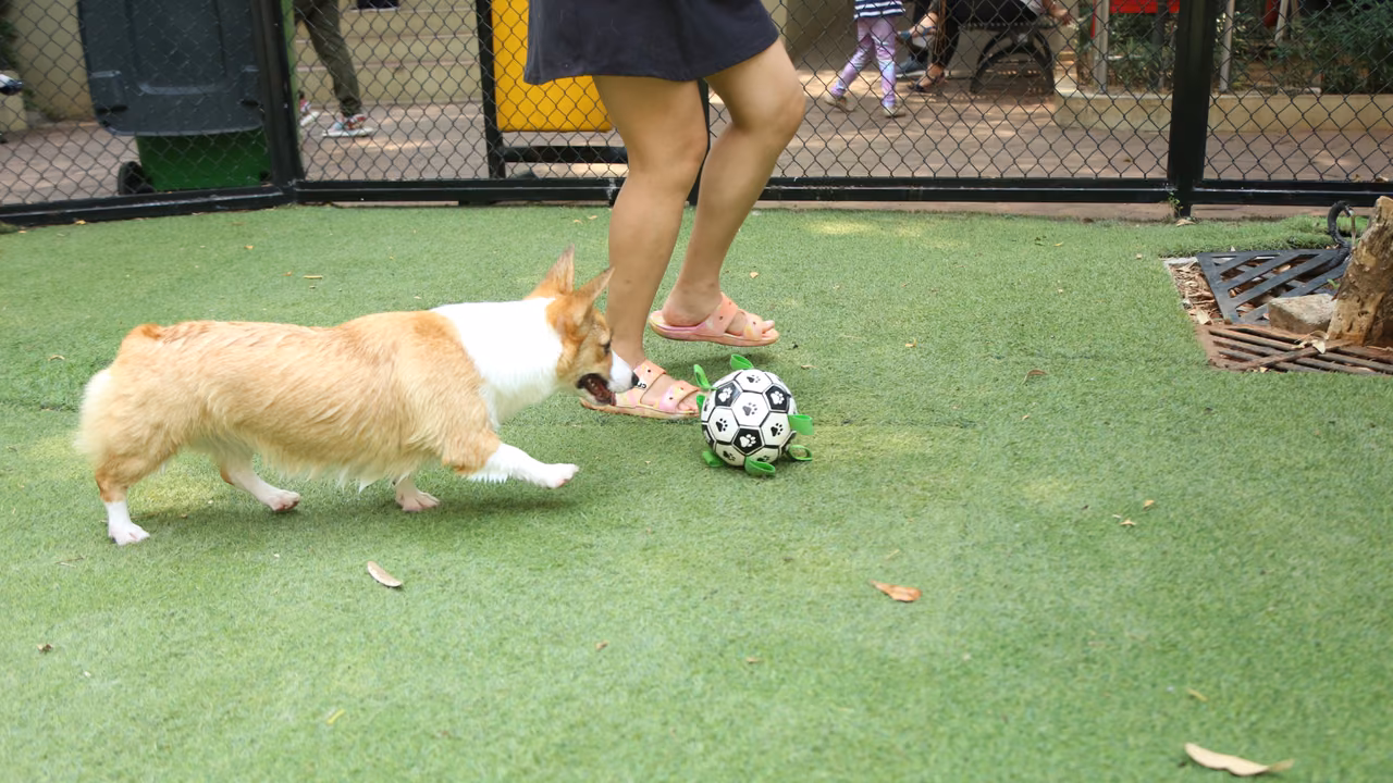 Corgi chasing a ball at the park, ESA letter in Durham, NC