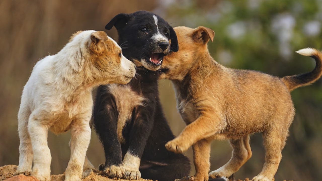 Three puppies playing together, ESA letter in Eugene, OR