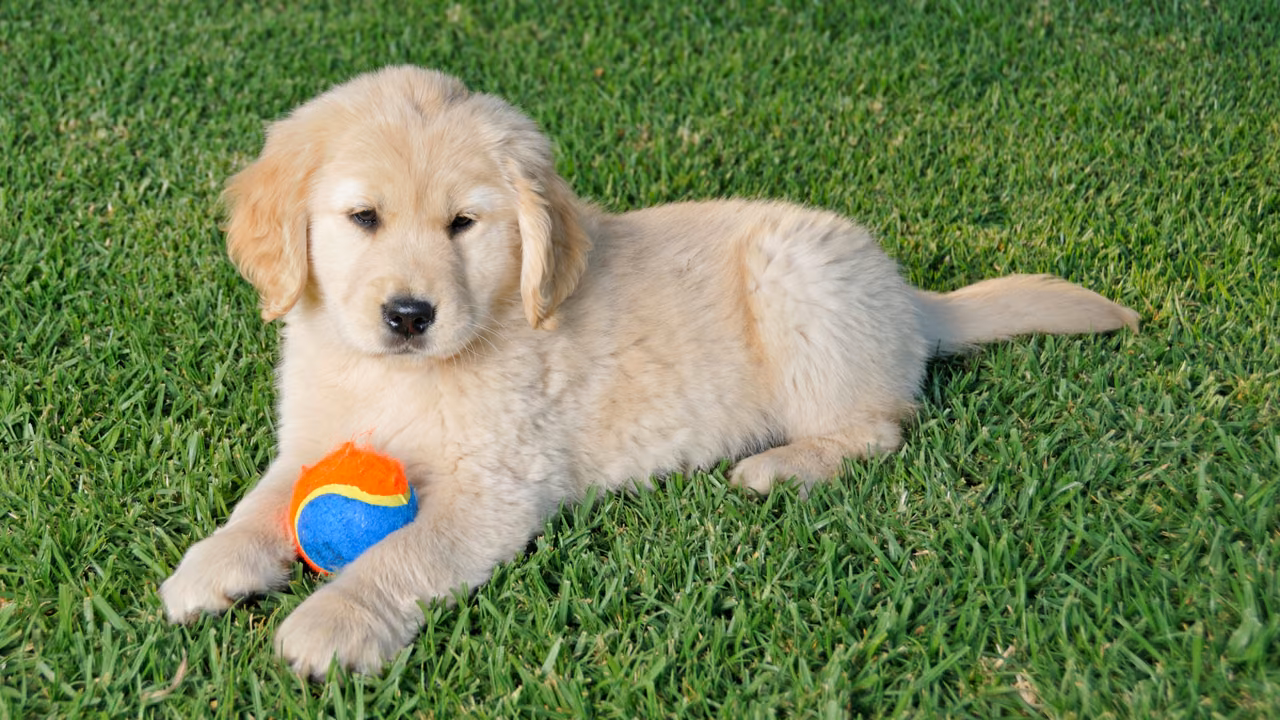Golden retriever puppy with a ball on the lawn, ESA letter in Fayetteville, NC