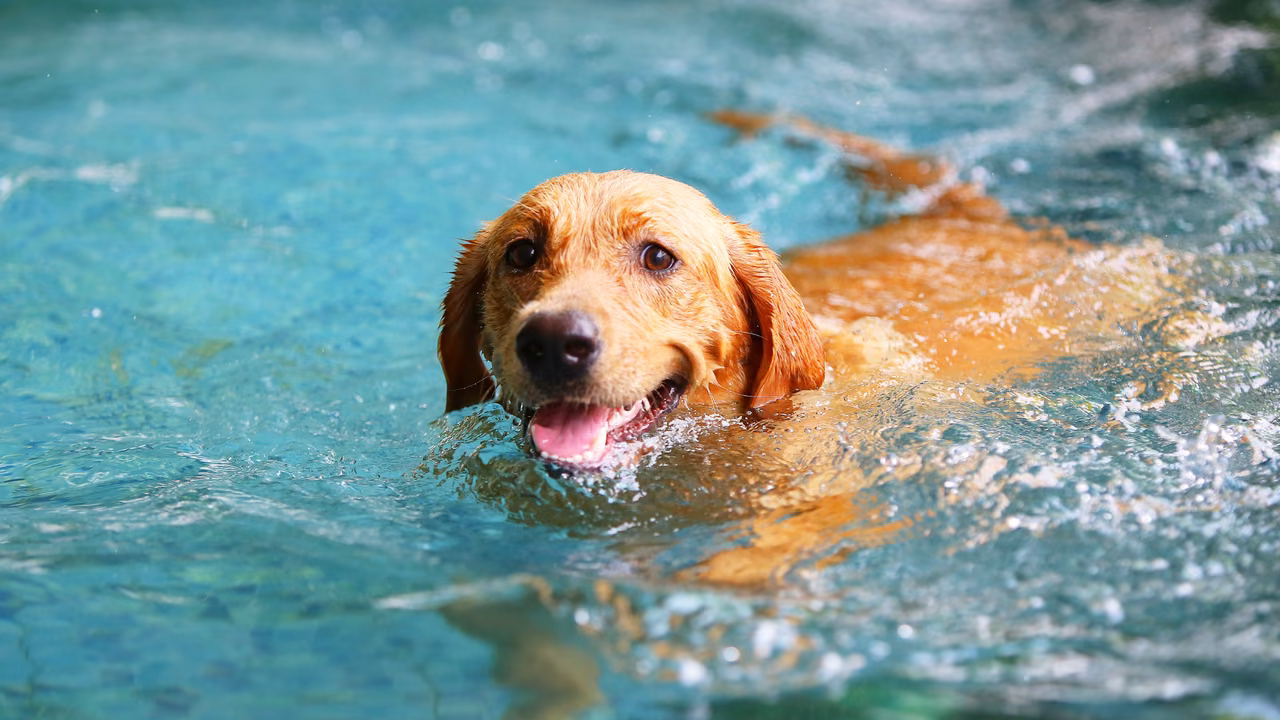 Golden retriever swimming in a pool, ESA letter in Fort Lauderdale, FL