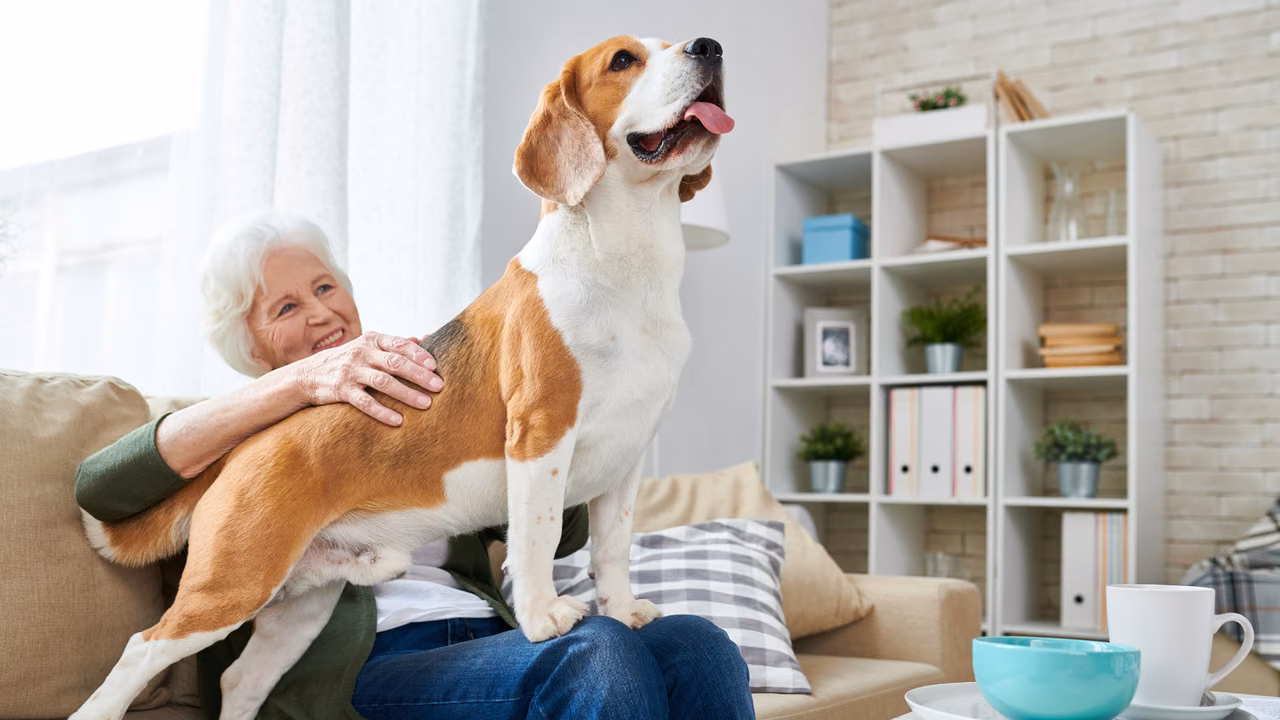 Older woman hugging her beagle on the sofa, ESA letter in Fort Wayne, IN