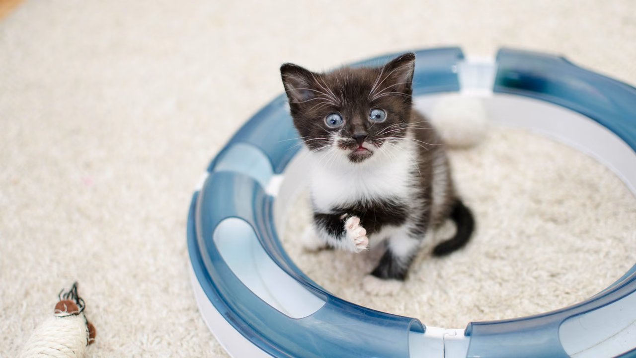Kitten playing in a ball-track toy, ESA letter in Fort Worth, TX