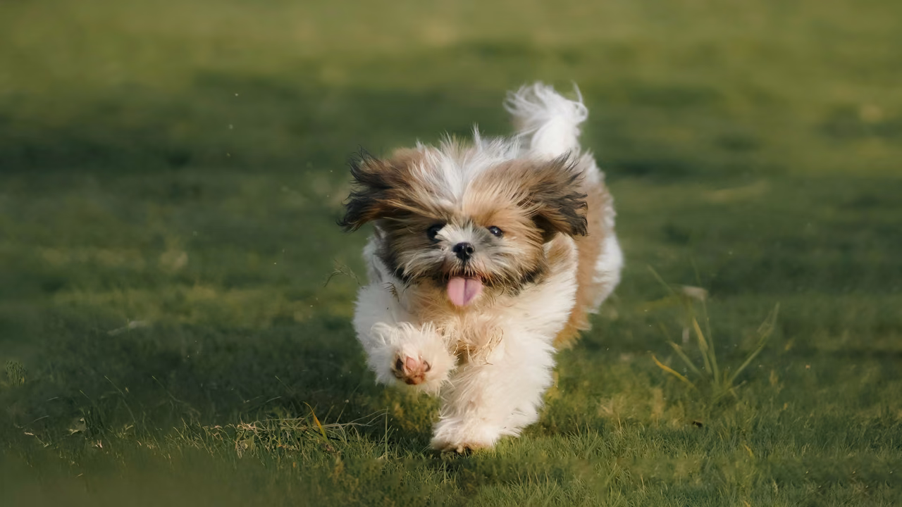 Shih tzu running across the grass, ESA letter in Fremont, CA