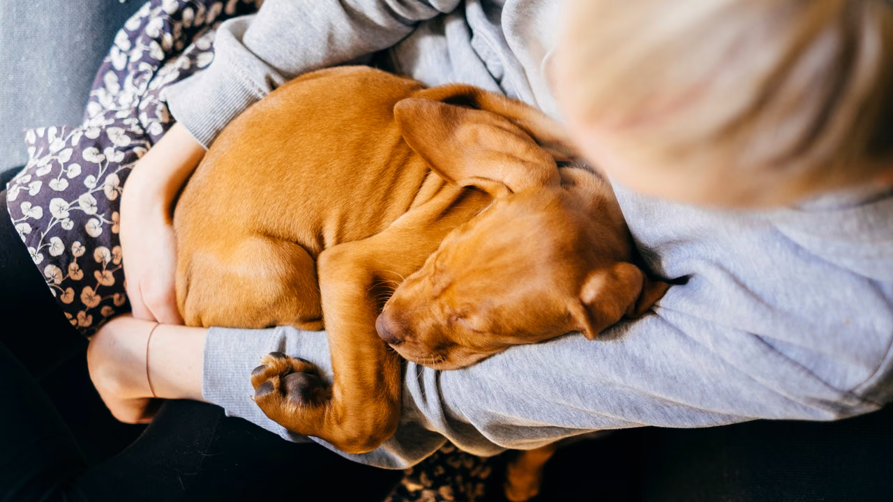 Person holding a sleeping puppy close, ESA letter in Fresno, CA