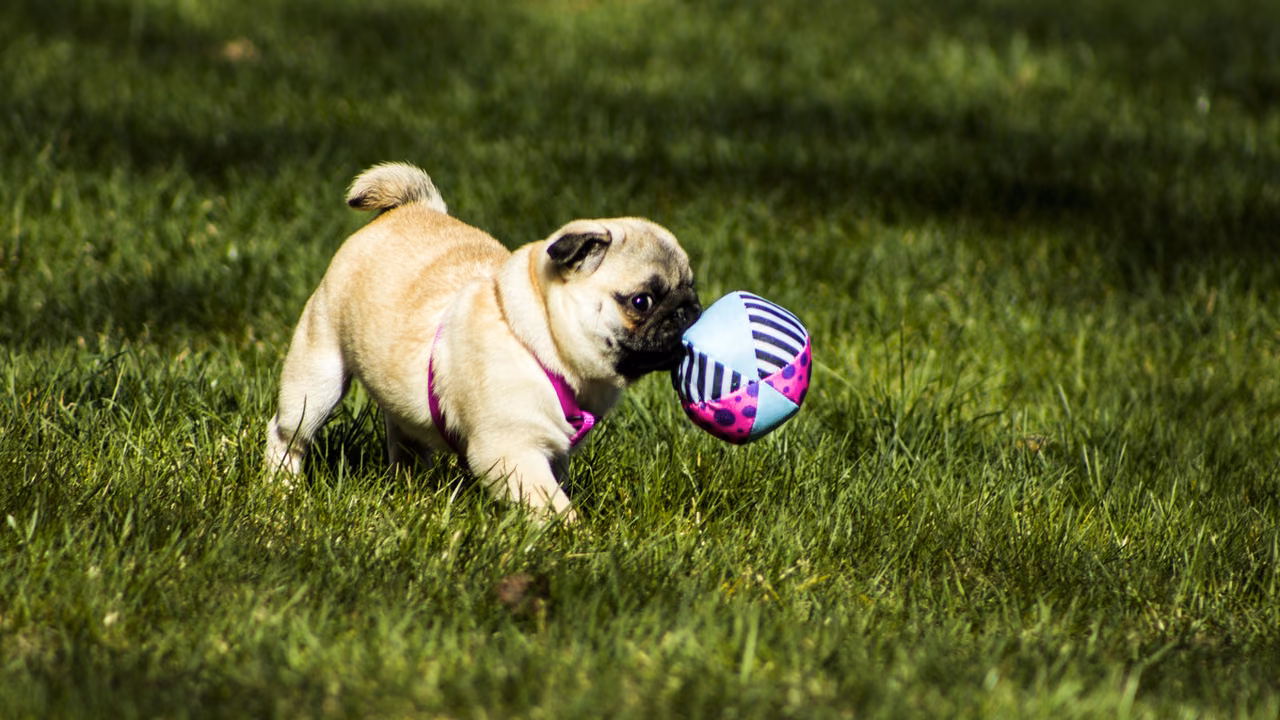 Pug playing with a ball on the lawn, ESA letter in Garland, TX