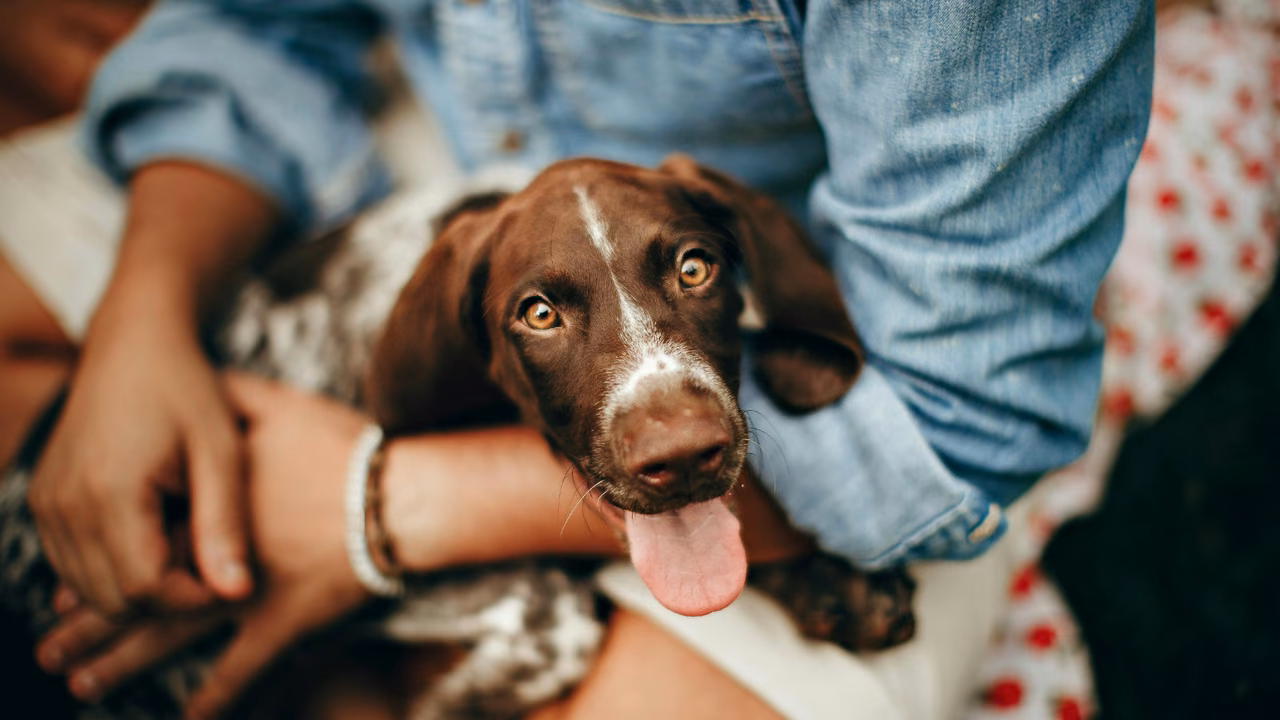 Brown and white spaniel resting in its owner's arms, ESA letter in Georgia