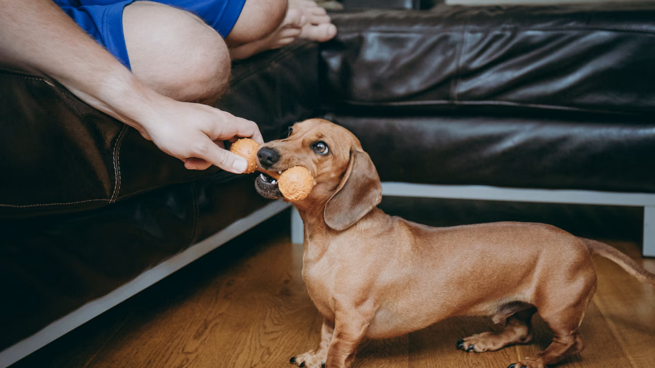 Owner handing a ball to a dachshund on the sofa, ESA letter in Gilbert, AZ
