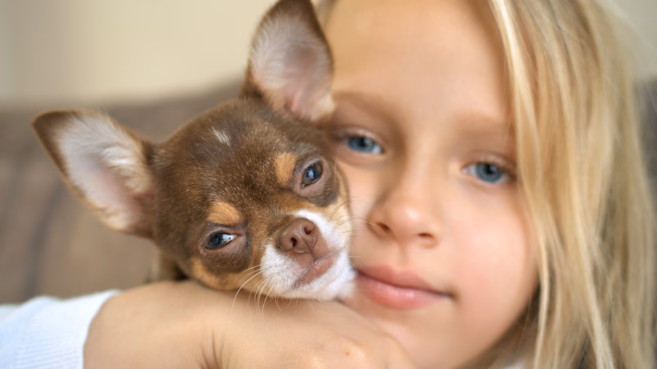 Girl cuddling her Chihuahua, ESA letter in Glendale, AZ