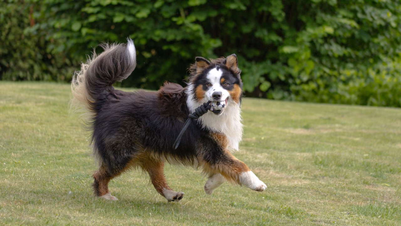 Australian shepherd running in the garden, ESA letter in Grand Rapids, MI