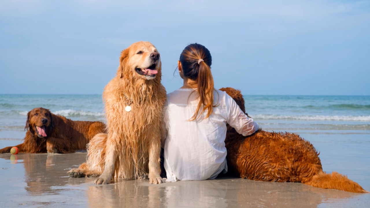 Woman sitting on the beach with her two golden retrievers, ESA letter in Hawaii