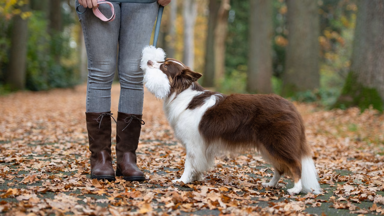 Collie walking on a leash through autumn leaves, ESA letter in Henderson, NV