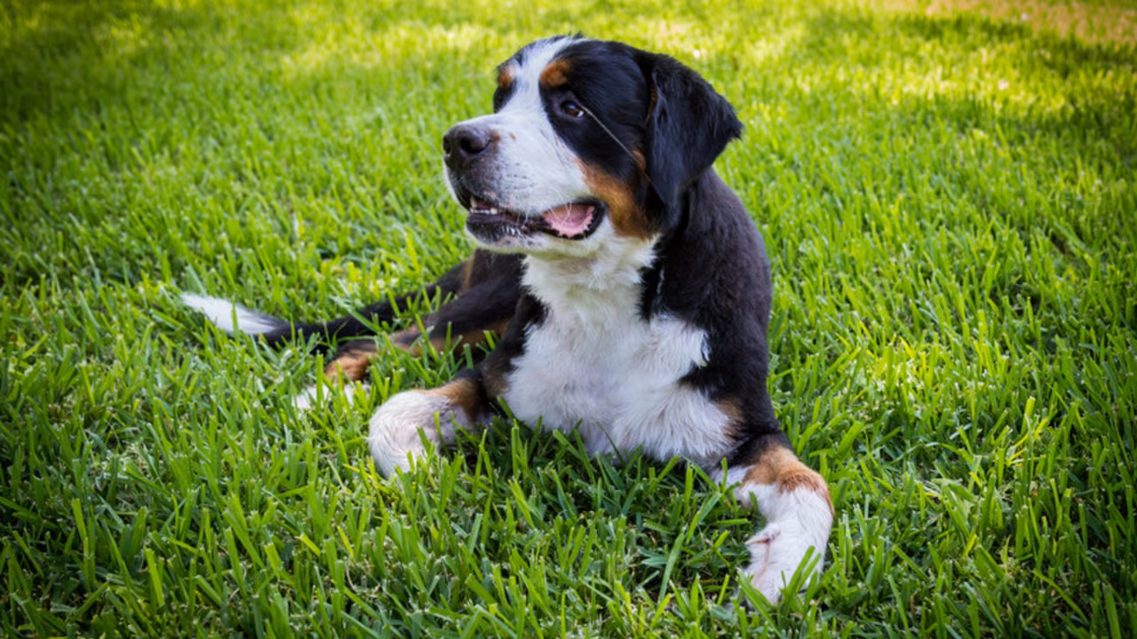 Bernese mountain dog puppy on the lawn, ESA letter in Houston, TX