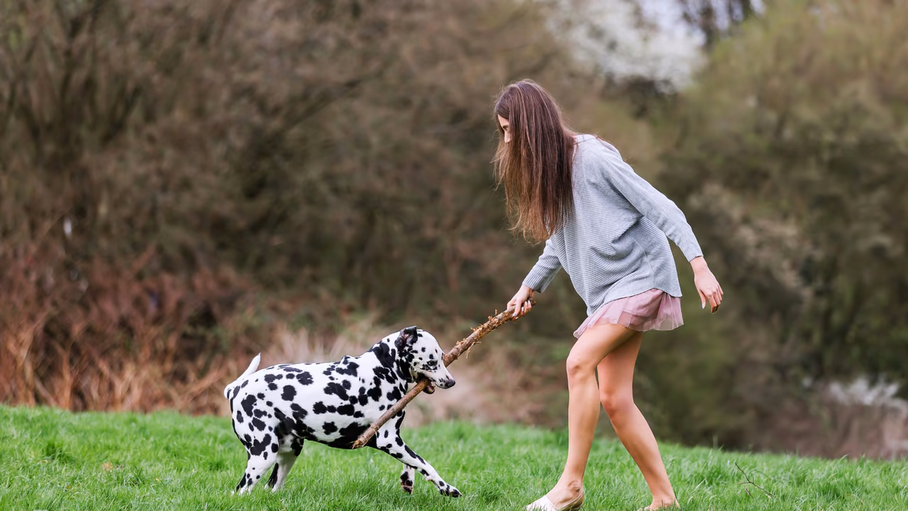 Woman walking her Dalmatian in a park, ESA letter in Huntsville, AL