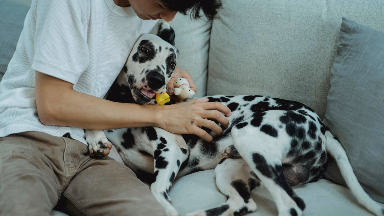 Man cuddling his Dalmatian on the sofa, ESA letter in Idaho