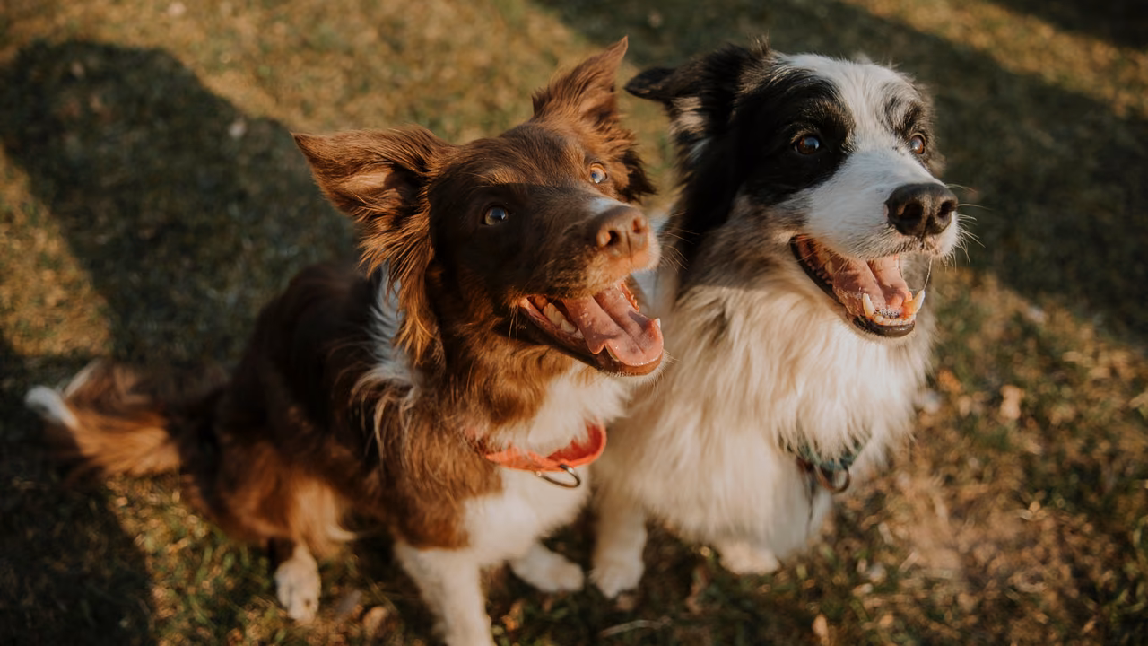 Two happy border collies outdoors, ESA letter in Indiana