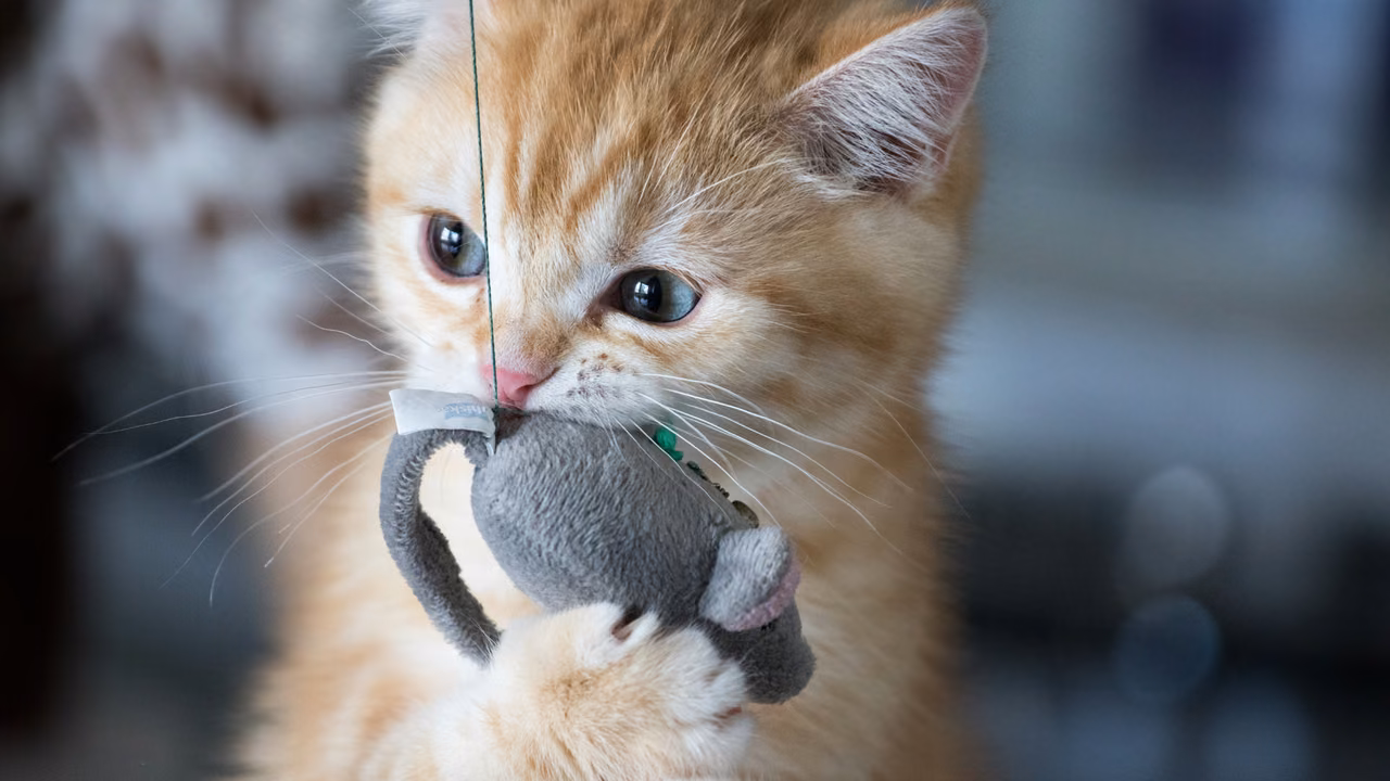 Ginger kitten holding a toy mouse, ESA letter in Indianapolis, IN