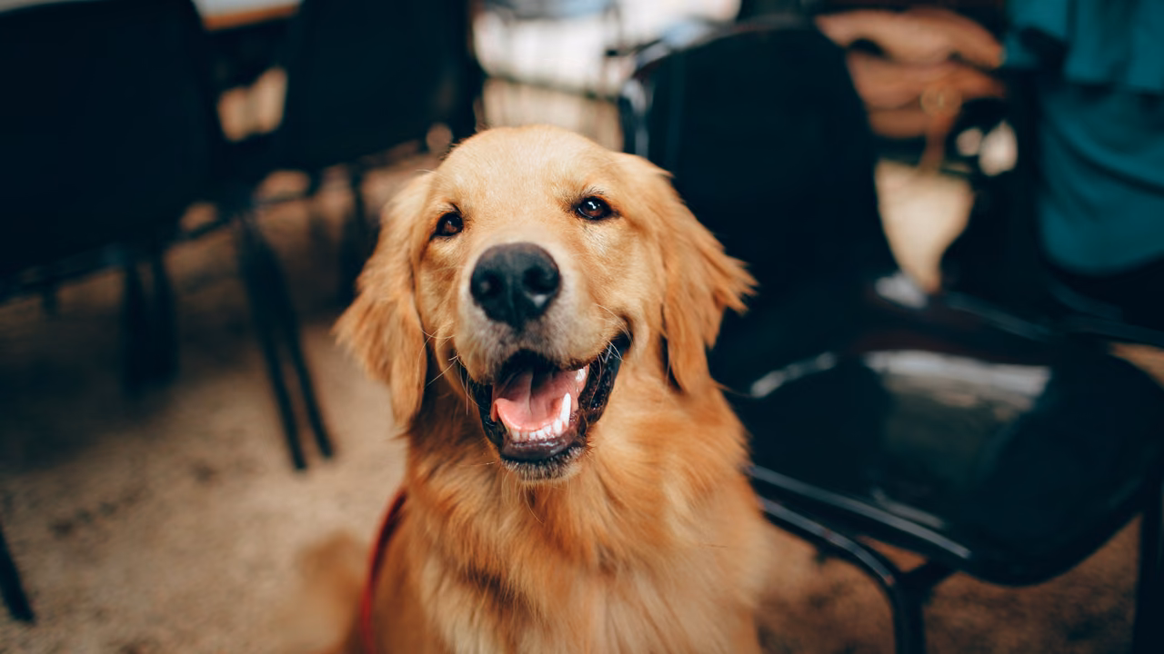 Smiling golden retriever looking up at its owner, ESA letter in Iowa