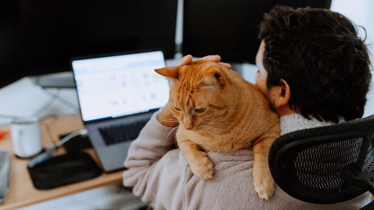 Man working at his laptop with his ginger cat on his shoulder, ESA letter in Irvine, CA