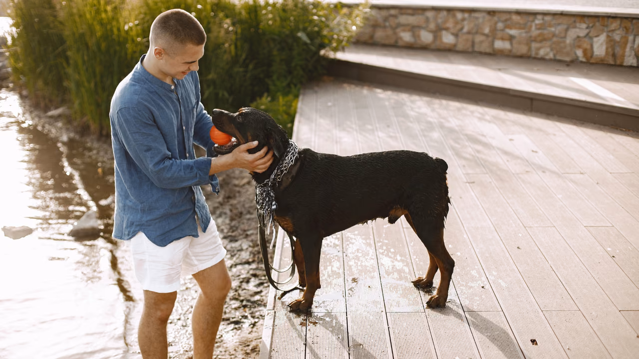 Man playing with his Rottweiler by the water, ESA letter in Irving, TX